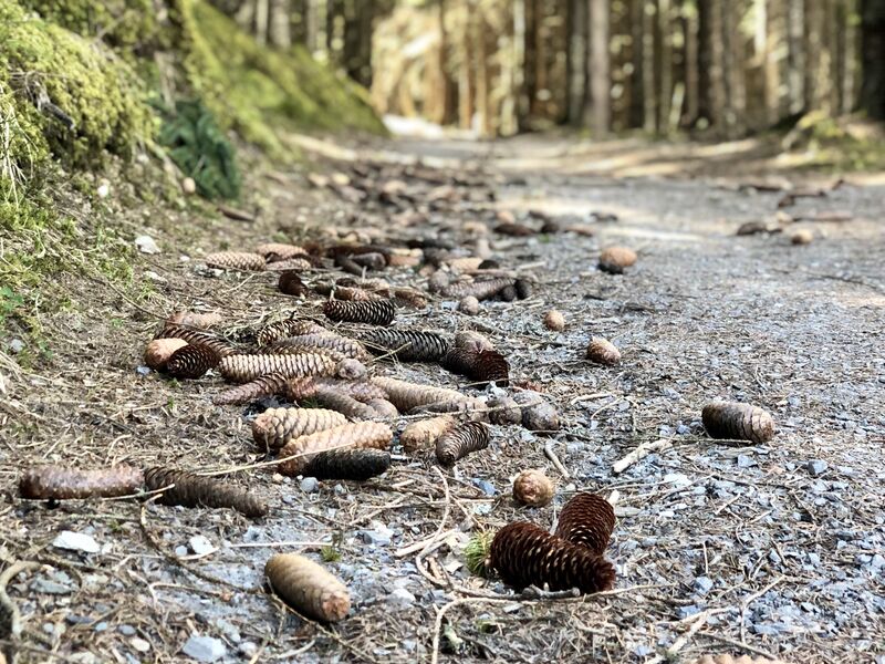 Blick auf den Weg im mystischen Wald mit Kieferzapfen.